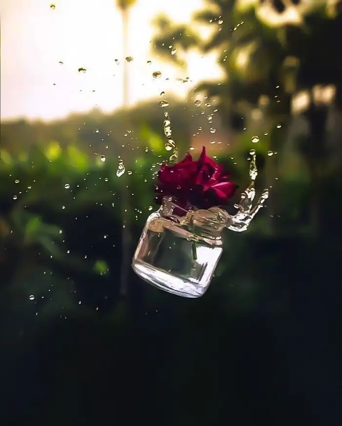 aesthetic dp for whatsapp flowers