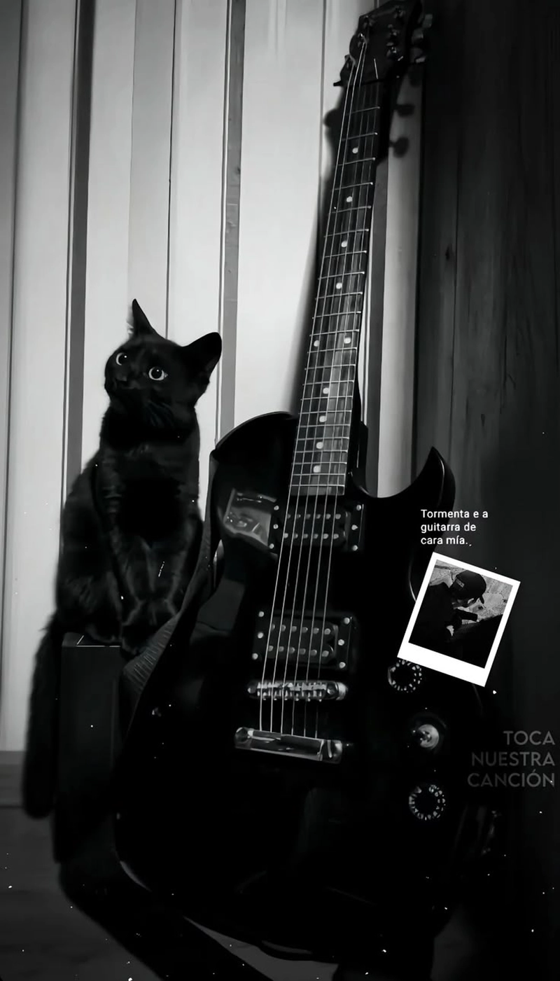 black dp colour cat cute