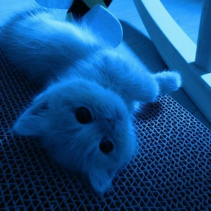 blue dp on instagram