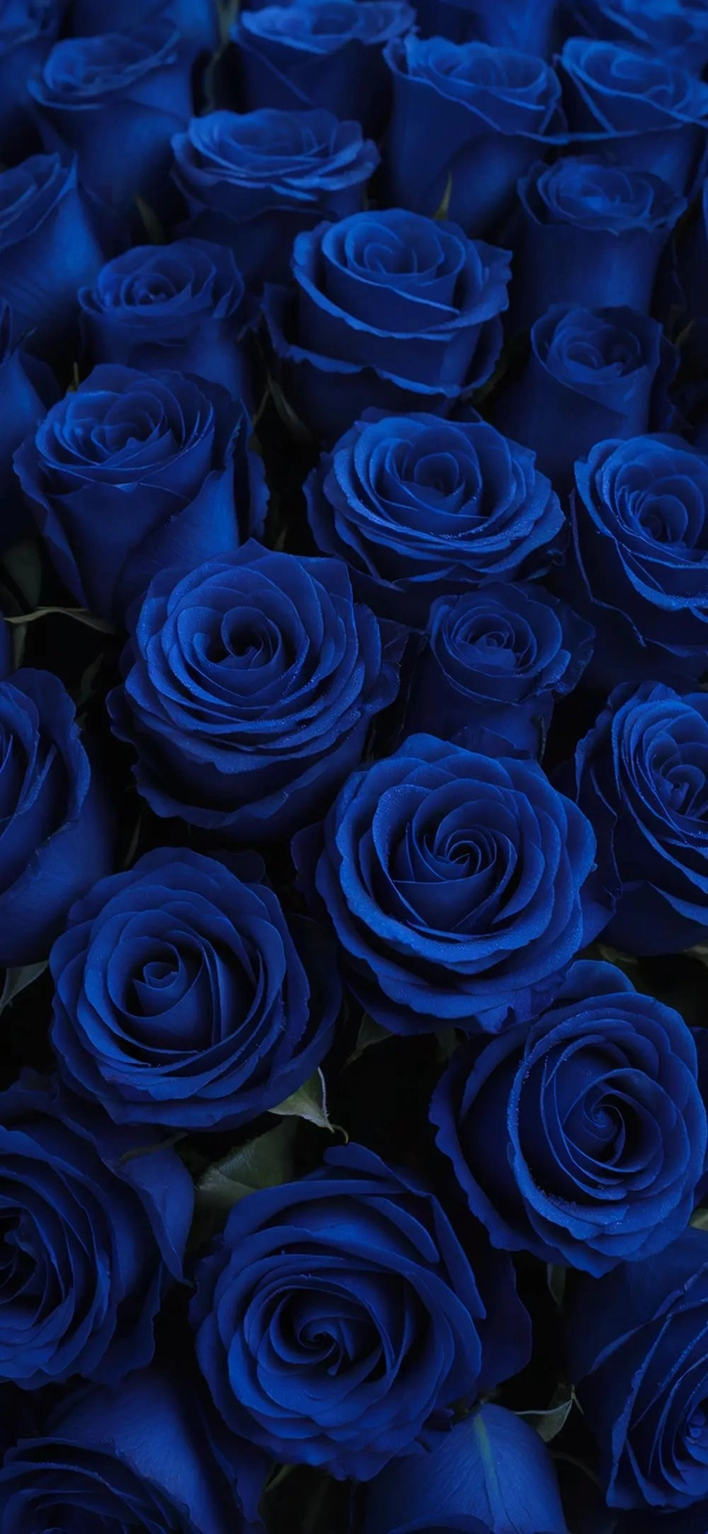 blue rose dp for whatsapp
