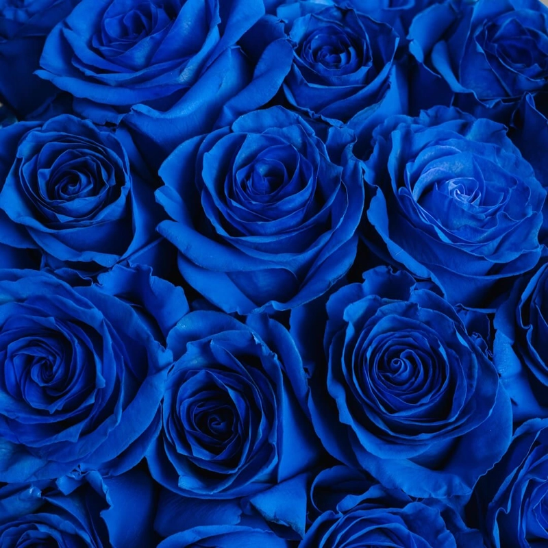 dp blue rose
