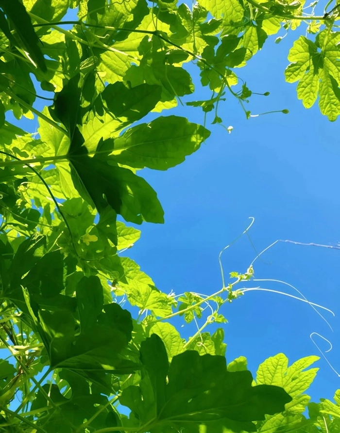 nature cute dp for whatsapp