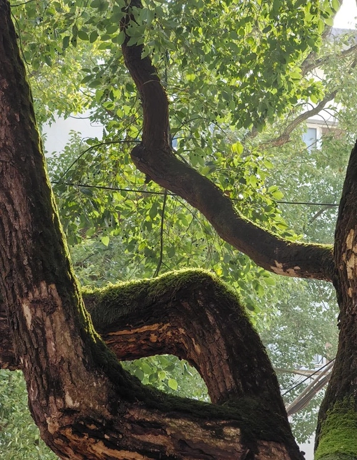 nature images for whatsapp dp