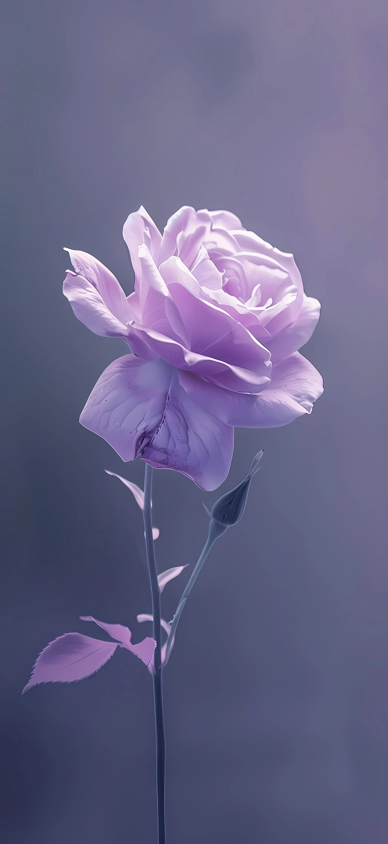 purple rose dp for whatsapp