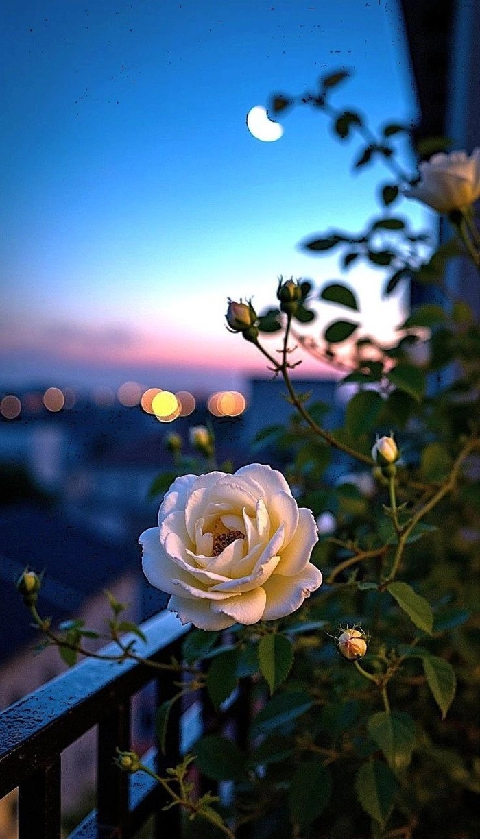 rose flower for whatsapp dp