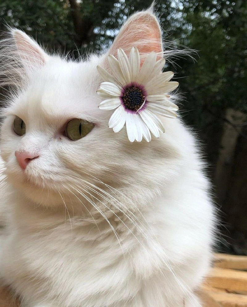 simple whatsapp dp images