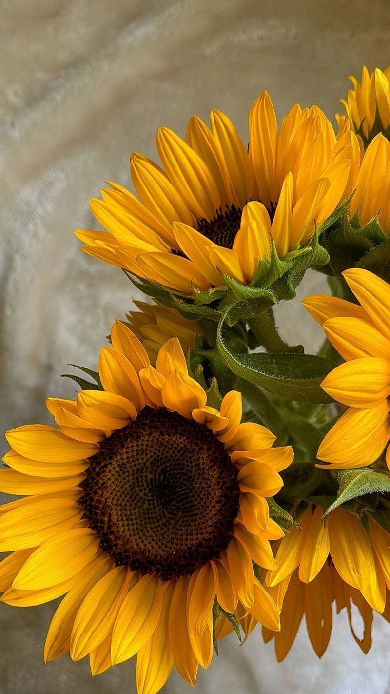yellow colour dp for whatsapp