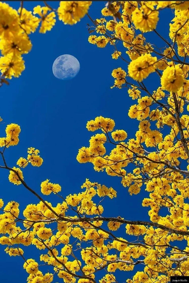 yellow cute dp for whatsapp
