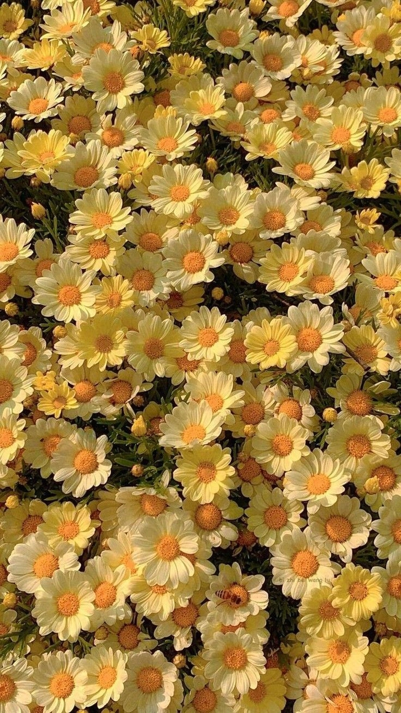 yellow flowers images for dp