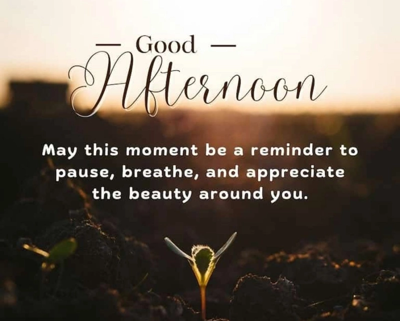 afternoon quotes images