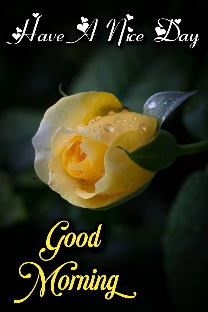 beautiful flowers love romantic good morning rose