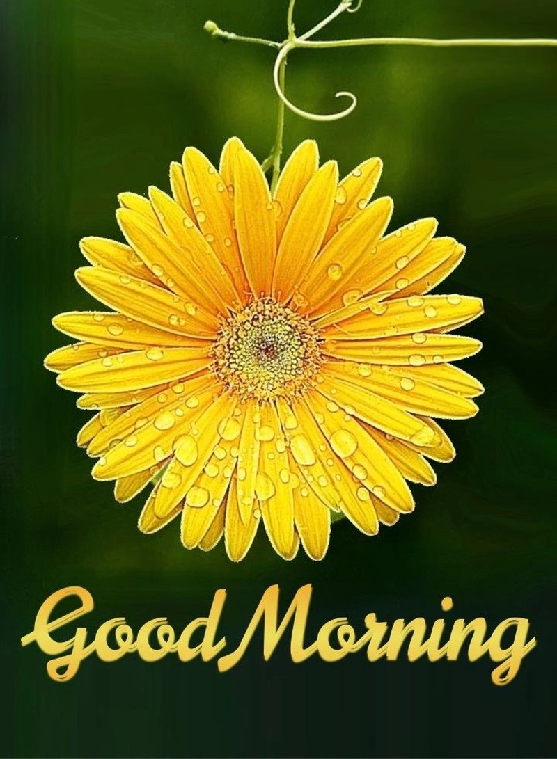 beautiful full hd good morning yellow flowers