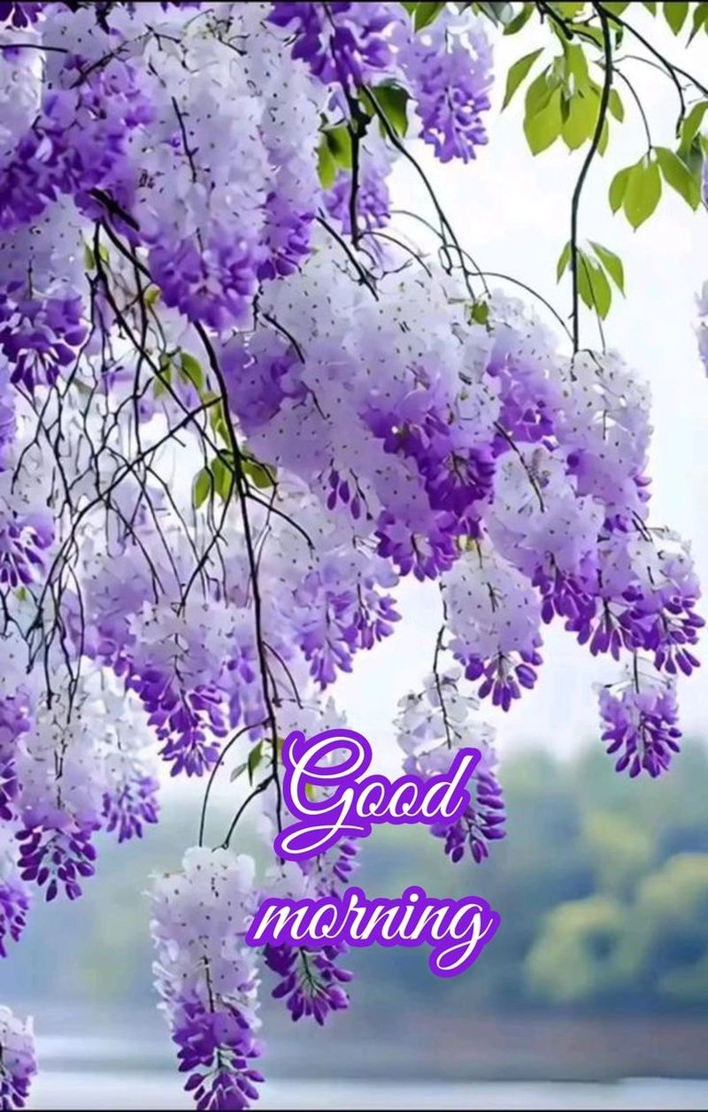 beautiful good morning flowers pictures for whatsapp