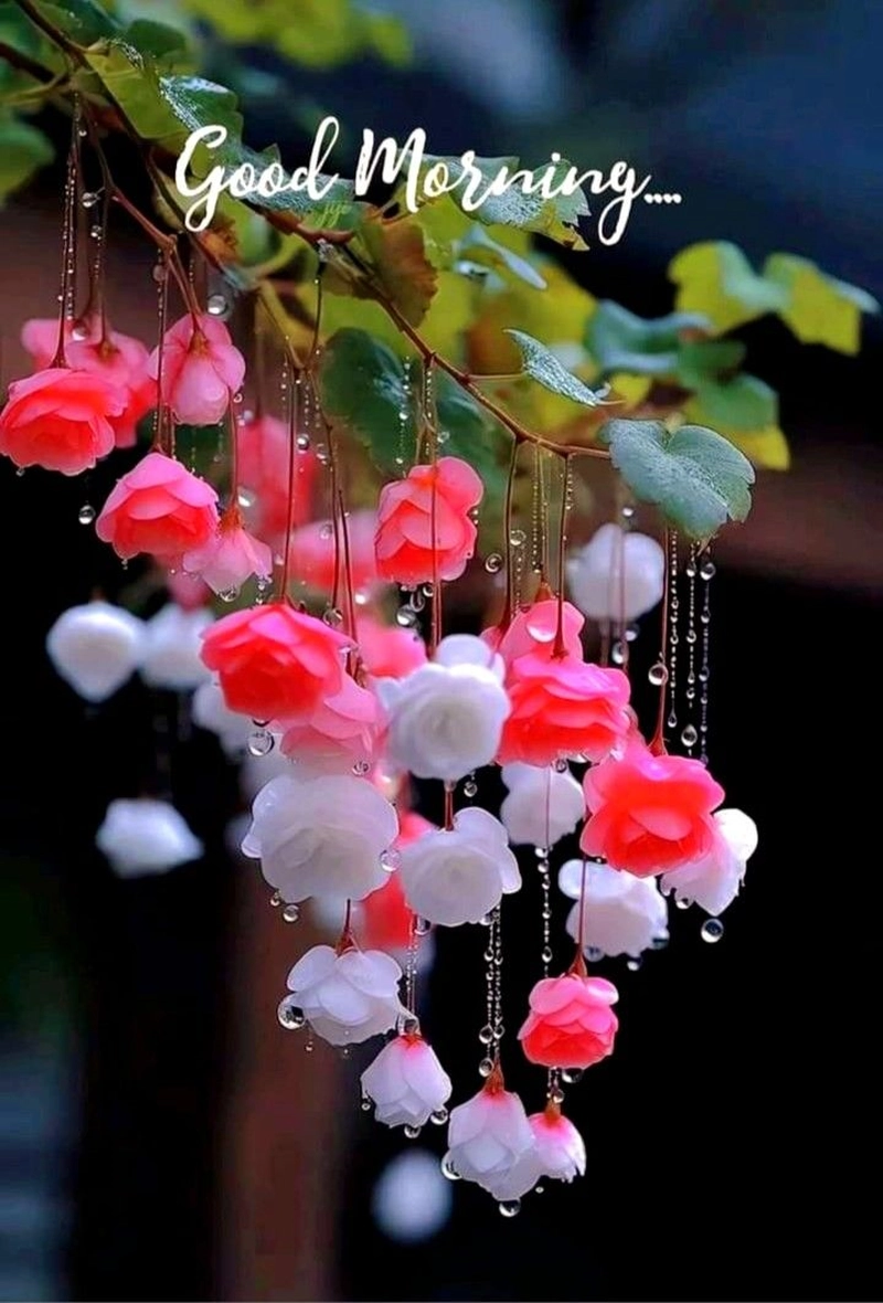 beautiful new good morning images with flowers