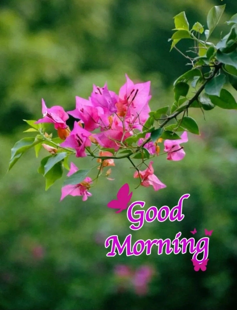good morning beautiful flowers images