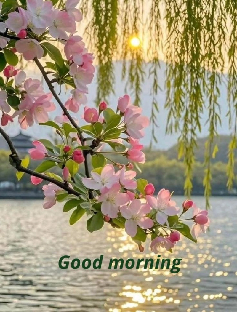 romantic beautiful love good morning flowers