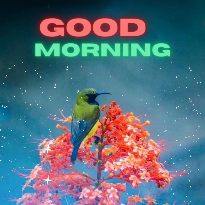 scenery bird good morning nature