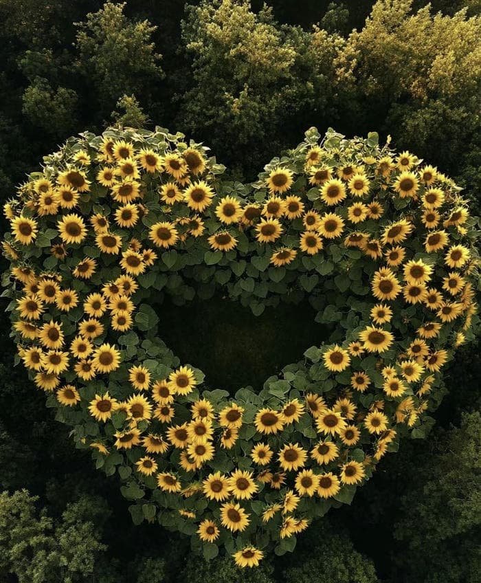 artistic tone romantic dp